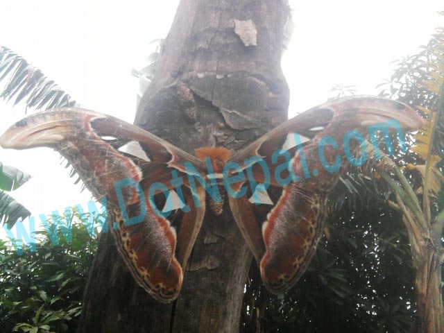 Amazing Butterfly Found in Nepal | Lalitpur District